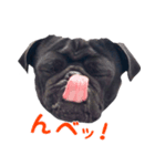 黒パグぐぅちゃん（個別スタンプ：3）