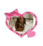 misa犬（個別スタンプ：3）