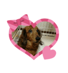 misa犬（個別スタンプ：8）