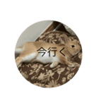 coco第二弾35543575（個別スタンプ：1）