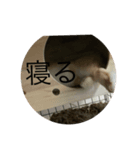 coco第二弾35543575（個別スタンプ：2）