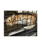 coco第二弾35543575（個別スタンプ：8）