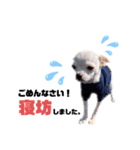 チワワさん。（個別スタンプ：1）