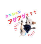 チワワさん。（個別スタンプ：3）