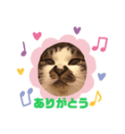 でぶまろ（個別スタンプ：7）