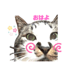 でぶまろ（個別スタンプ：8）