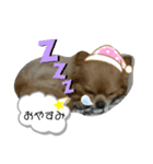 レイン(＾ω＾U)（個別スタンプ：1）