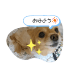 レイン(＾ω＾U)（個別スタンプ：2）