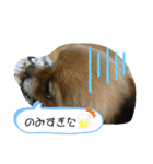 レイン(＾ω＾U)（個別スタンプ：5）