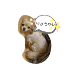 レイン(＾ω＾U)（個別スタンプ：7）
