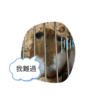 ネズミ来ました（個別スタンプ：3）