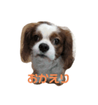 minma_20200220231836（個別スタンプ：1）