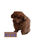 トイプードルのチャッキー（個別スタンプ：3）