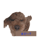 トイプードルのチャッキー（個別スタンプ：4）