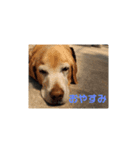 日常コビちゃん（個別スタンプ：4）