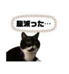 スコ猫 影千代さん（個別スタンプ：3）
