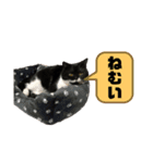 スコ猫 影千代さん（個別スタンプ：4）
