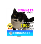 スコ猫 影千代さん（個別スタンプ：5）