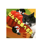スコ猫 影千代さん（個別スタンプ：6）