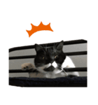 スコ猫 影千代さん（個別スタンプ：8）