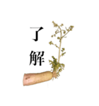 腐った大根（個別スタンプ：1）