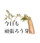 腐った大根（個別スタンプ：4）