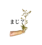 腐った大根（個別スタンプ：17）