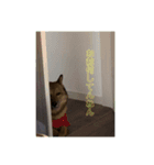 犬と亀とハリネズミ（個別スタンプ：1）