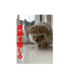 犬と亀とハリネズミ（個別スタンプ：3）