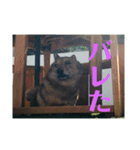犬と亀とハリネズミ（個別スタンプ：4）