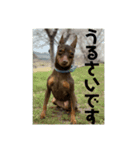 犬と亀とハリネズミ（個別スタンプ：6）