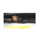 犬と亀とハリネズミ（個別スタンプ：7）