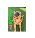 犬と亀とハリネズミ（個別スタンプ：8）