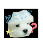 愛犬の「珀」（個別スタンプ：1）