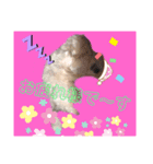 愛犬の「珀」（個別スタンプ：2）