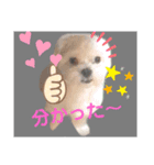 愛犬の「珀」（個別スタンプ：3）
