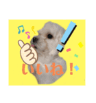 愛犬の「珀」（個別スタンプ：4）