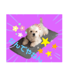 愛犬の「珀」（個別スタンプ：5）