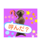 愛犬の「珀」（個別スタンプ：6）