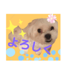 愛犬の「珀」（個別スタンプ：7）