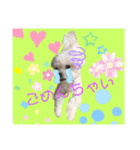愛犬の「珀」（個別スタンプ：8）