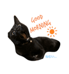 リアルな黒猫スタンプ（個別スタンプ：1）