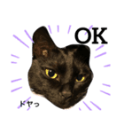 リアルな黒猫スタンプ（個別スタンプ：5）