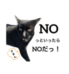 リアルな黒猫スタンプ（個別スタンプ：6）