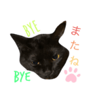 リアルな黒猫スタンプ（個別スタンプ：7）