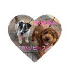 ☆愛犬☆ハッピースラッキー☆（個別スタンプ：1）