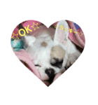☆愛犬☆ハッピースラッキー☆（個別スタンプ：2）