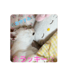 ☆愛犬☆ハッピースラッキー☆（個別スタンプ：3）