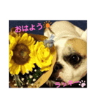 ☆愛犬☆ハッピースラッキー☆（個別スタンプ：5）