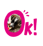 ☆愛犬☆ハッピースラッキー☆（個別スタンプ：6）